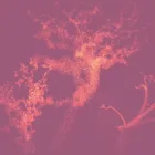 42Percent Noir - Forest